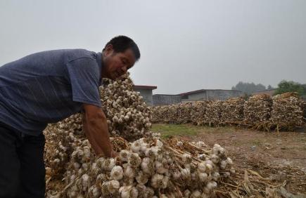 大蒜价格行情分析或报告,最新大蒜价格动态及趋势预测