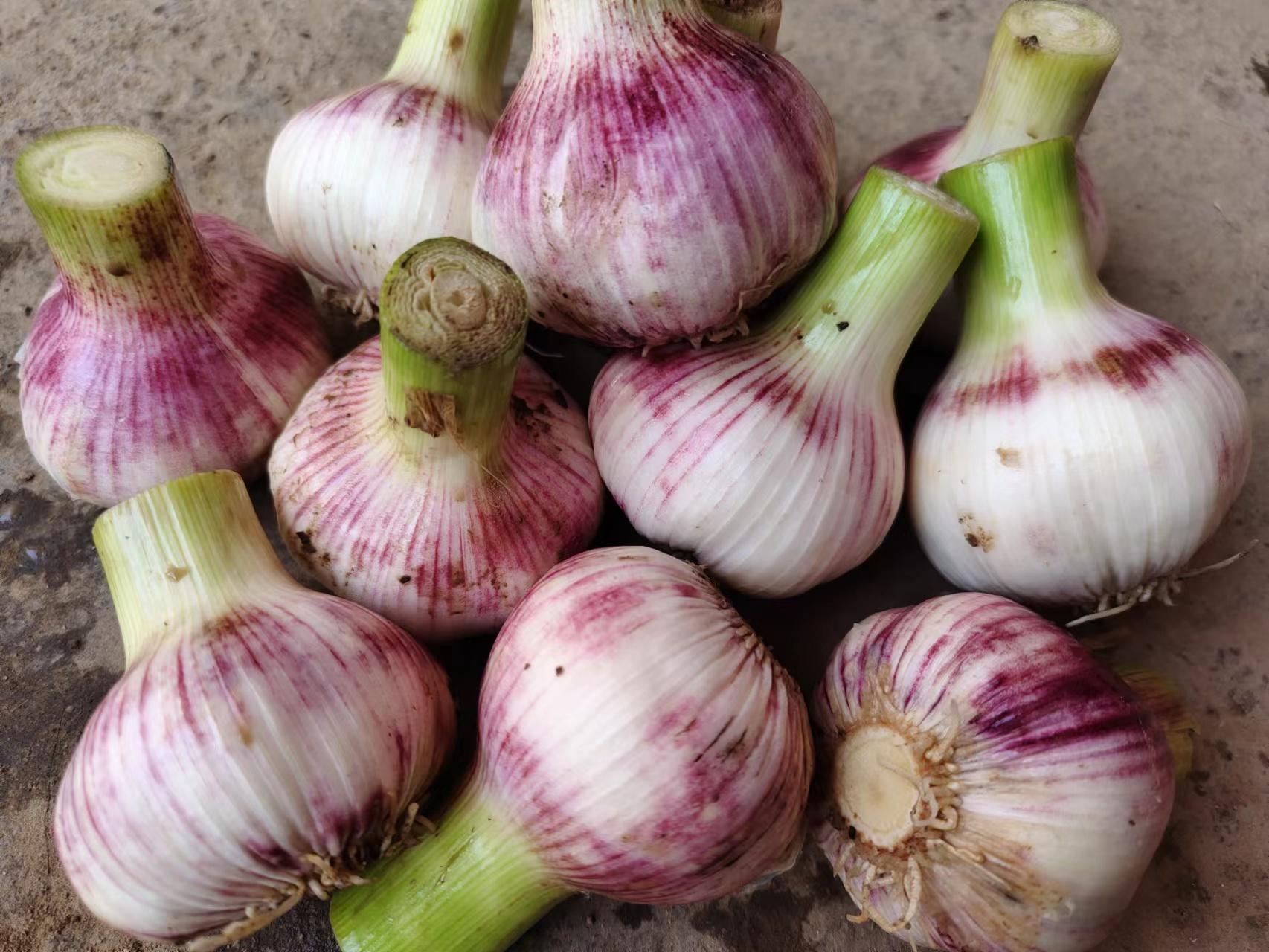 大蒜价格行情分析或报告,最新大蒜价格动态及趋势预测