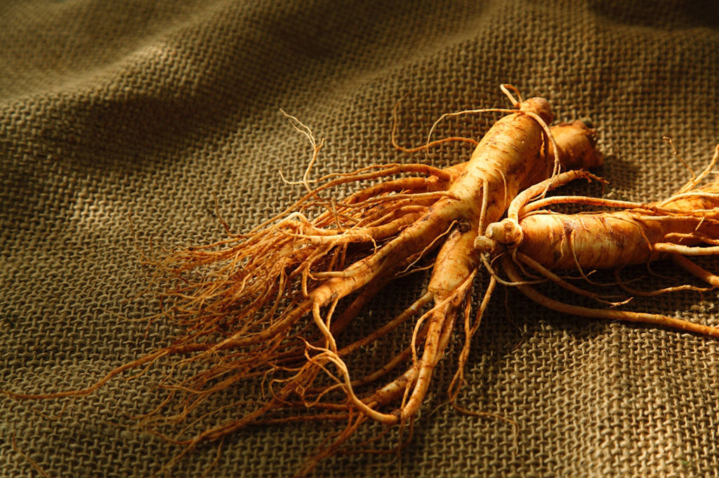 吉林人参行情探索,心灵平静与参市奥秘之旅