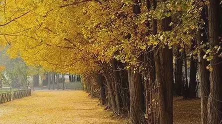 银杏树价格行情揭秘,小巷绿意宝藏探索之旅的指南