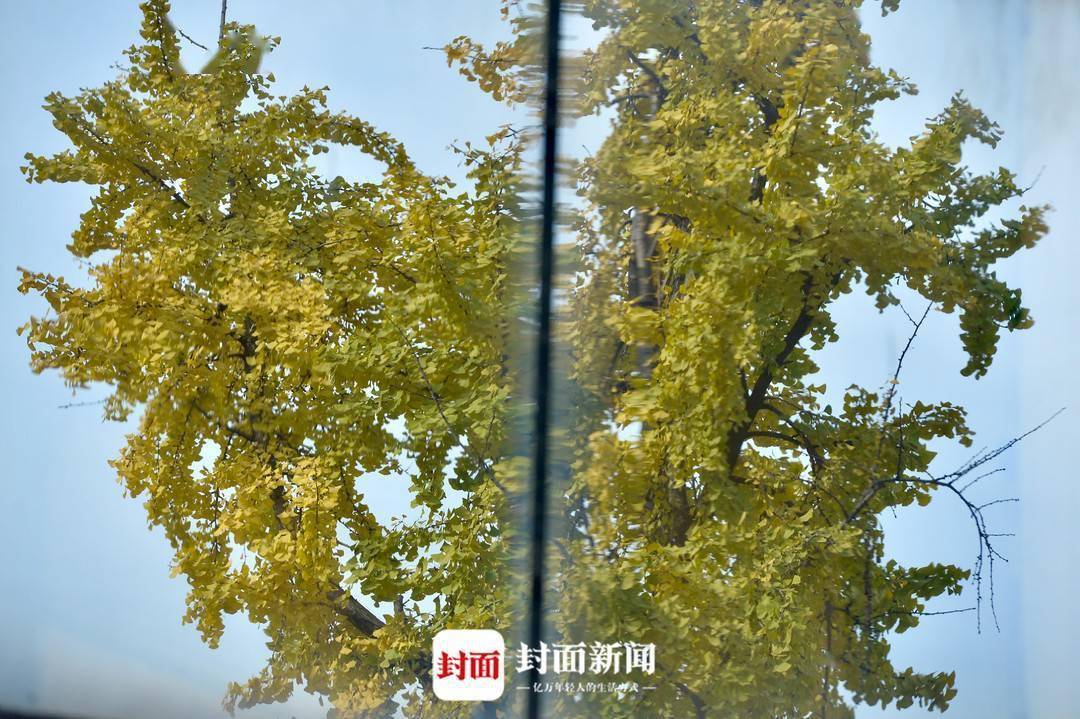 银杏树价格行情揭秘,小巷绿意宝藏探索之旅的指南