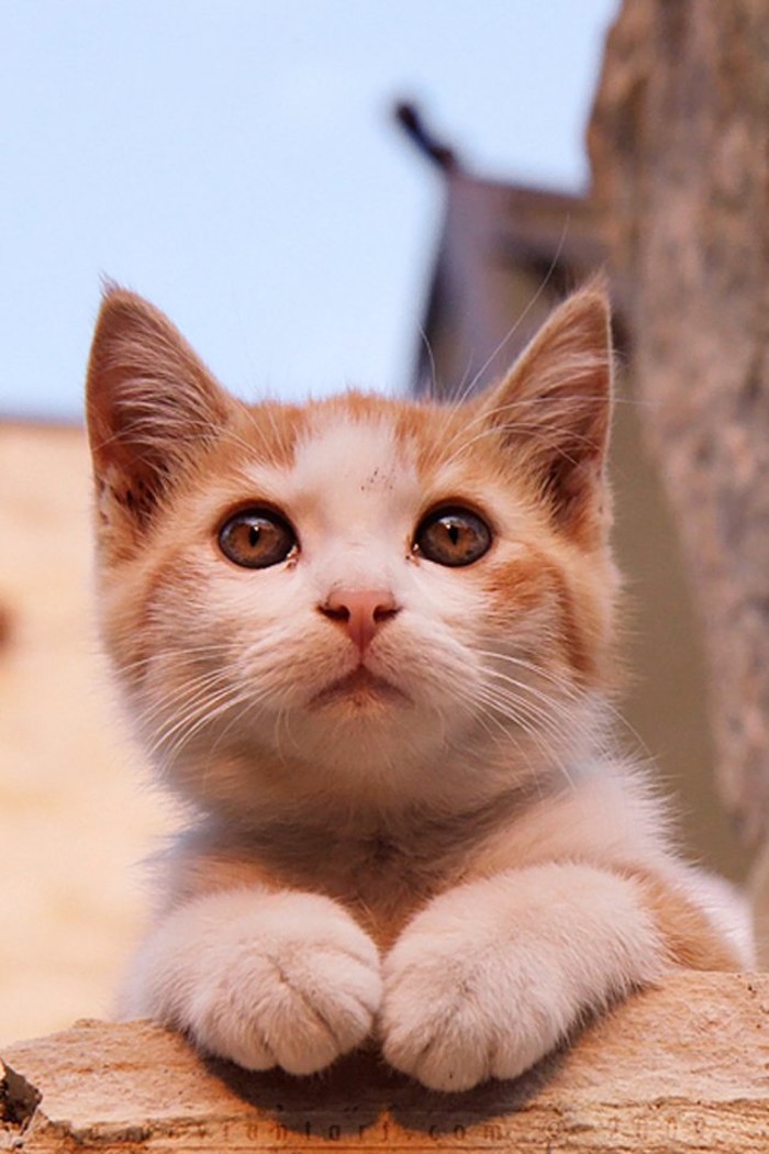 萌到融化你的心！最新版猫咪图片来袭🐱