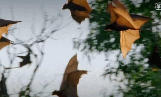 瘟疫最新动态,自然微笑与旅行治愈力量