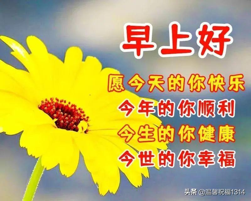 最新动画片,温馨小日常与友情之光的璀璨闪耀