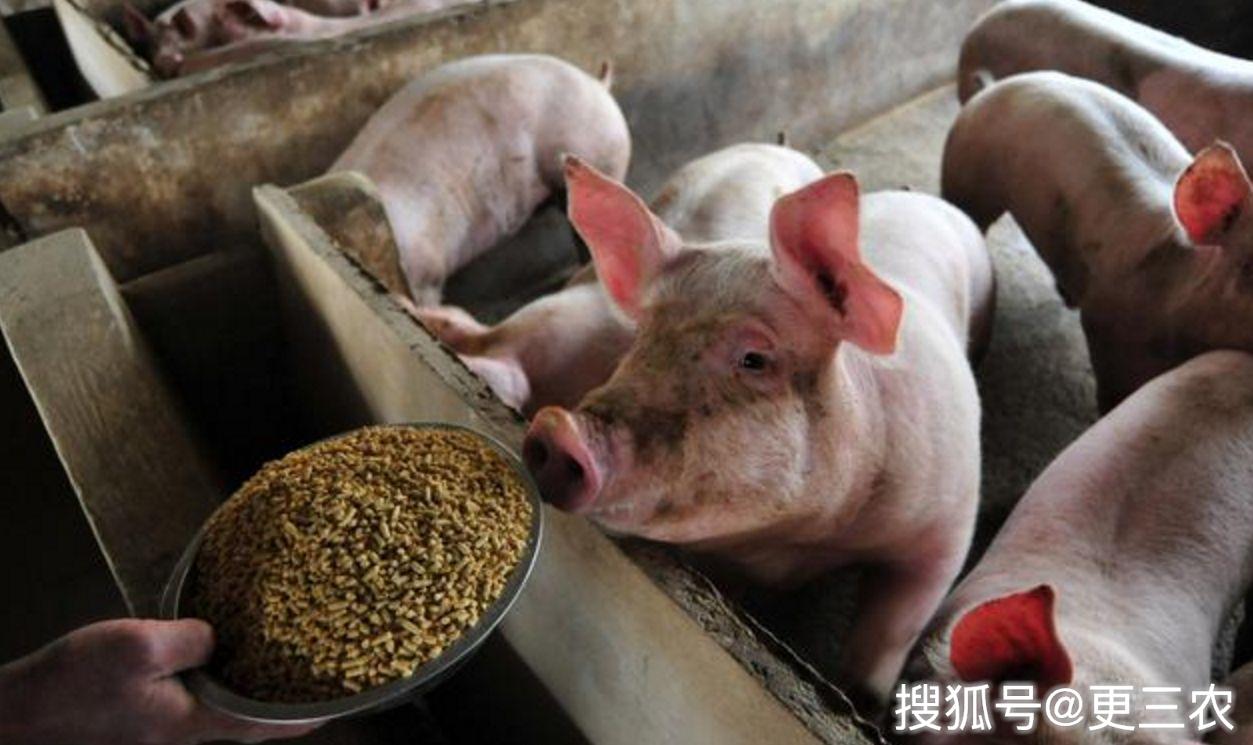 最新毛猪价格之旅,与自然美景的邂逅与内心的平静探索