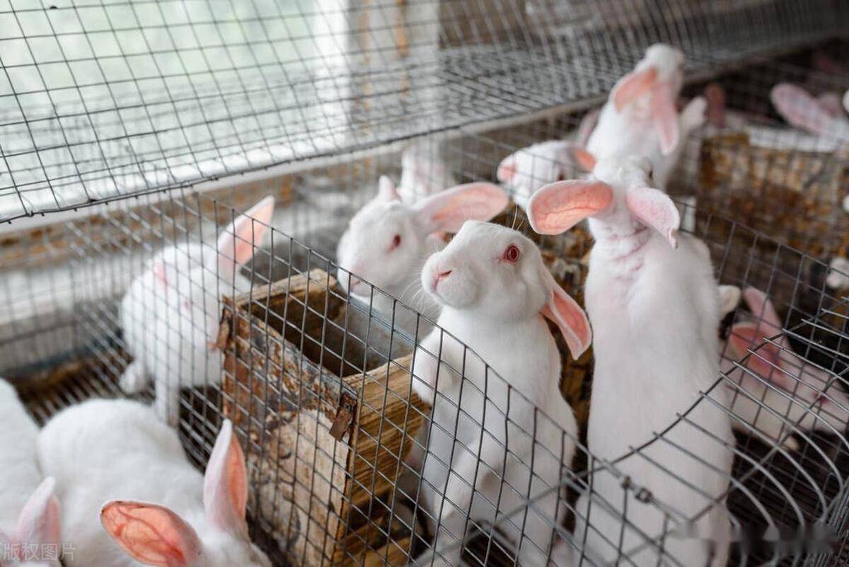 兔子最新价格概览,市场行情一网打尽