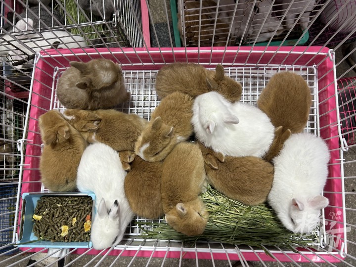 兔子最新价格概览,市场行情一网打尽