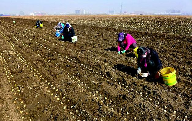 大豆最新行情,绿意盎然之旅探寻内心与自然和谐共鸣的交响曲