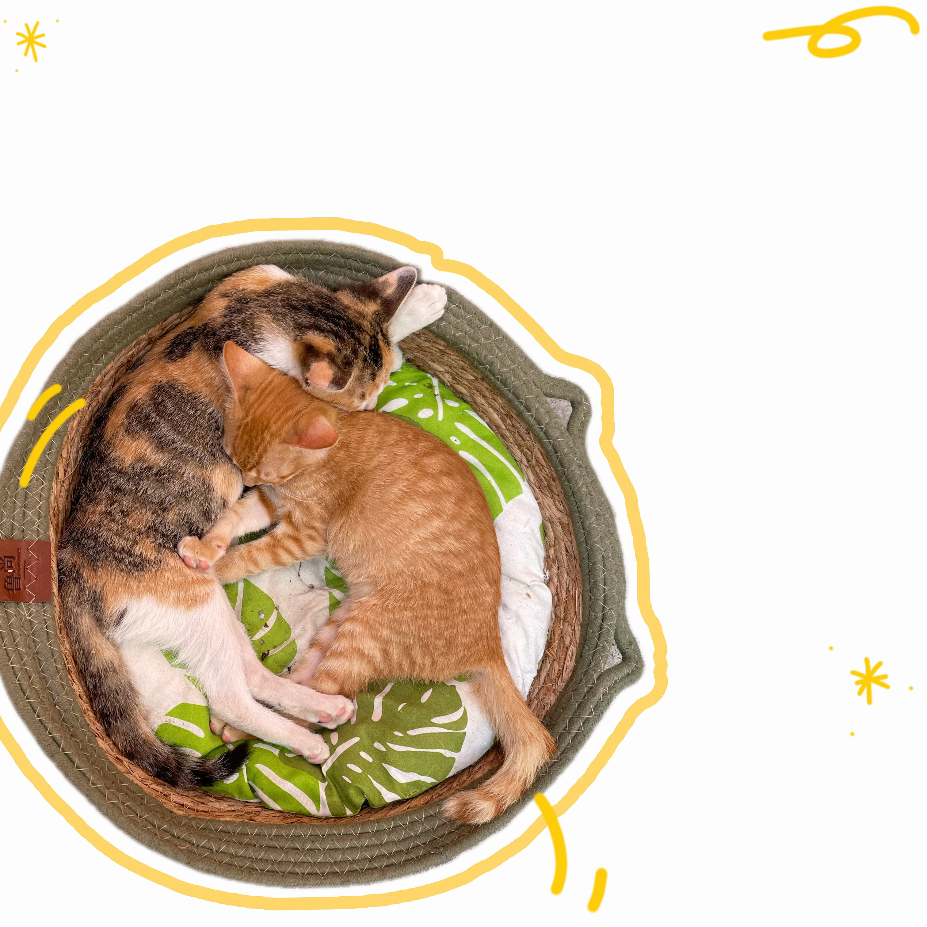 探索猫咪世界的数字家园，猫咪网最新资讯与互动平台