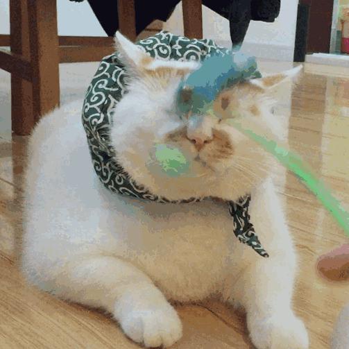 探秘猫咪网，小巷中的猫星人之家最新资讯