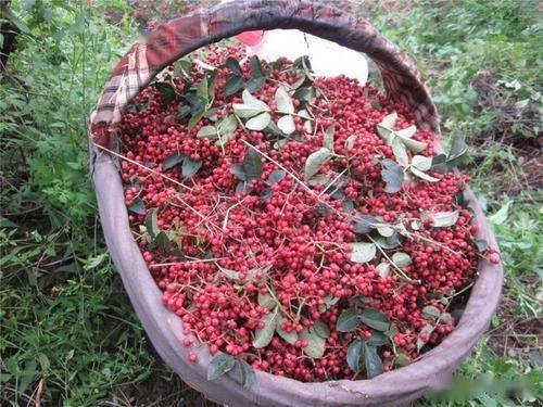 花椒最新价格与寻找内心平静的旅行之旅