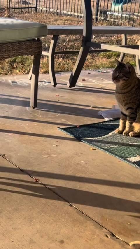 最新猫咪视频,一场心灵宁静的猫步探索之旅