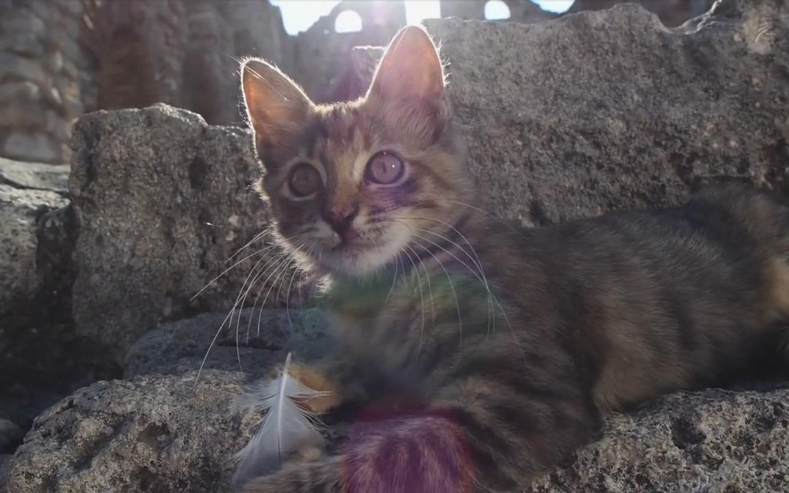 最新猫咪视频,一场心灵宁静的猫步探索之旅