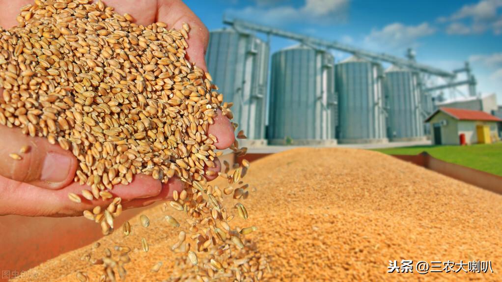 今日最新小麦价格行情,市场走势分析与预测