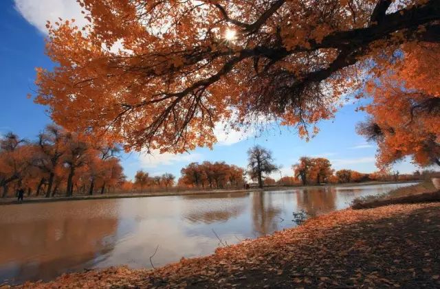 最新秋霞,自然美景的探索之旅