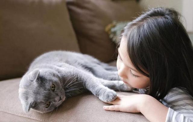 猫咪最新破解技术,高科技产品重塑猫奴生活体验